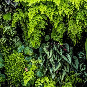 Green Plant Wall