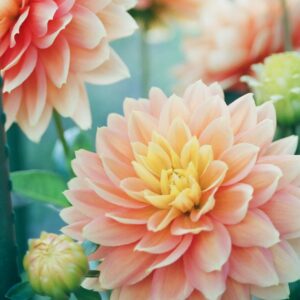 pink dahlia flowers in focus photography